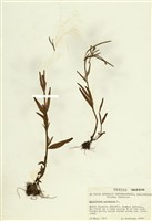 藏品(沼生柳葉菜)的圖片